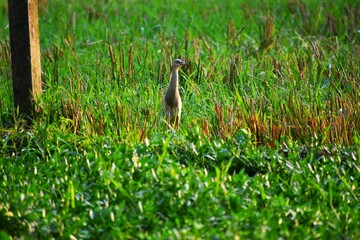 A Indian pond heron is in grass.