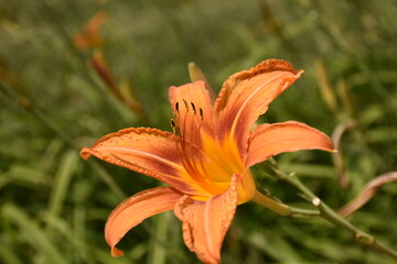 Obraz premium Orange Daylily Flower