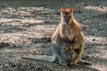 Red-nedked wallaby mother and baby in her pocket © belizar