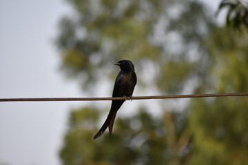 A black drongo bird on the branch.