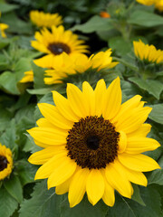 ミニヒマワリの花苗　