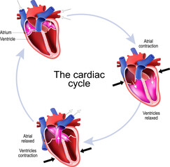 Phases of the Cardiac Cycle