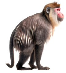 Fototapeta premium Mandrill monkey isolated on the transparent background PNG. AI generative.