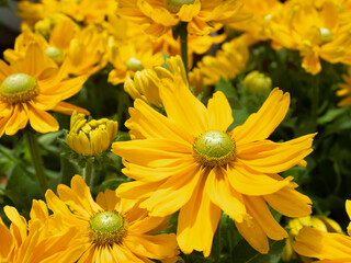 ルドベキアの花