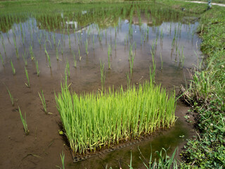 水田と稲の苗