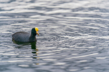 Yellow-crowned subspecies of Andean coot
