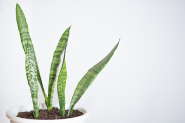 green plant in a white pot on a light background with copy space