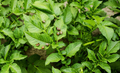 On the tops of young structural green leaves of potatoes pests are Colorado potato beetles. ...