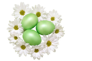 White fresh spring daisies with green easter eggs isolated png file