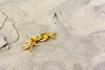 Crab walking on the beach sand in the state of Bahia, Brazil