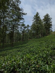 Tea plants