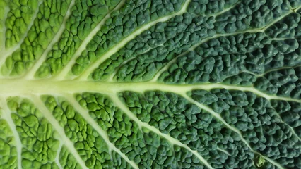 Foto op Plexiglas fresh cabbage leaf, cabbage texture, macro shot © Florin Capilnean