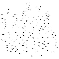 Silhouette sketch of a flock of flying birds, flight in different positions. Takeoff, flying, flight, flutter, hover, soaring, landing