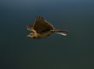 Eurasian skylark // Feldlerche (Alauda arvensis)