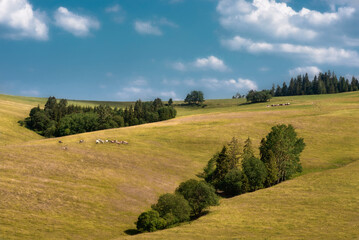 landscape in the summer