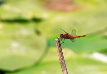 A Scarlet Darter (Crocothemis erythraea) at a lake in the Ziegeleipark in Heilbronn in Germany, Europe