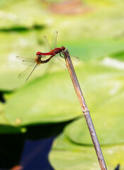 A Scarlet Darter (Crocothemis erythraea) at a lake in the Ziegeleipark in Heilbronn in Germany, Europe