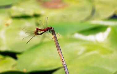 A Scarlet Darter (Crocothemis erythraea) at a lake in the Ziegeleipark in Heilbronn in Germany, Europe
