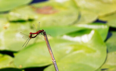 A Scarlet Darter (Crocothemis erythraea) at a lake in the Ziegeleipark in Heilbronn in Germany,...