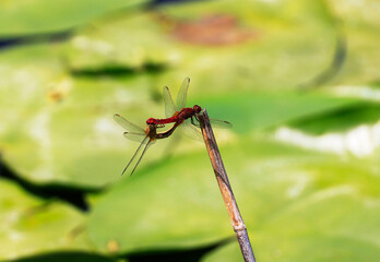A Scarlet Darter (Crocothemis erythraea) at a lake in the Ziegeleipark in Heilbronn in Germany, Europe