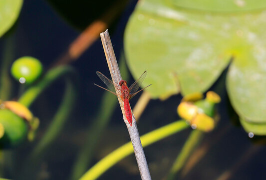 A Scarlet Darter (Crocothemis erythraea) at a lake in the Ziegeleipark in Heilbronn in Germany, Europe