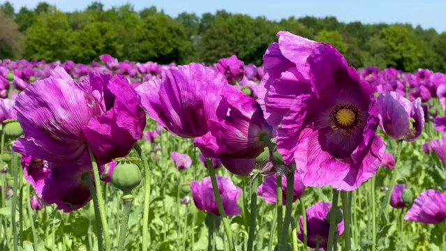 Purple poppies field in Germany. Flowers and seed head. Poppy sleeping pills, opium. High quality 4k footage