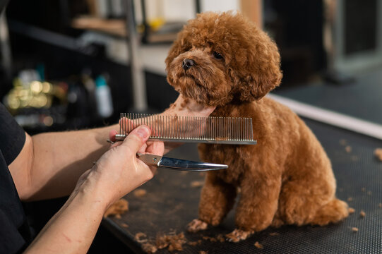 Woman Trimming Toy Poodle With Scissors In Grooming Salon. 