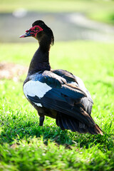THE WOODLANDS, TEXAS - MAY 18th 2023: backdrops and backgrounds of Houston suburbs photographed in a golden hour featuring pine trees, tall grass, water canal with stone bridges and a colorful goose