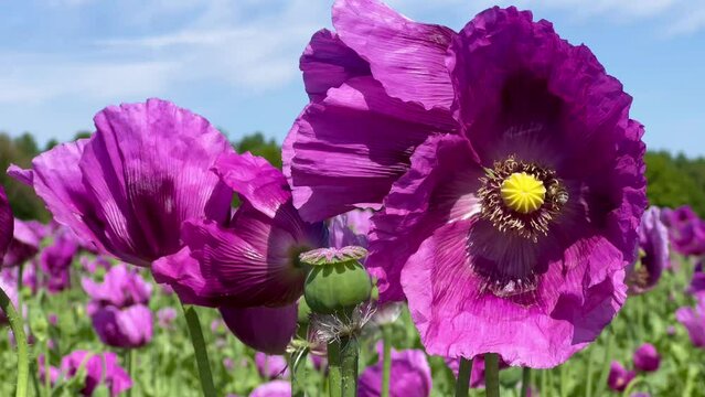 Purple poppies field in Germany. Flowers and seed head. Poppy sleeping pills, opium. High quality 4k footage