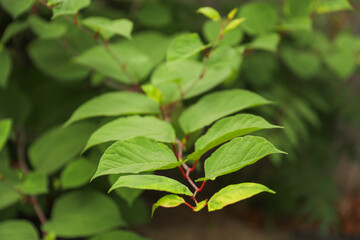 Vibrant blooms symbolize renewal and growth, as spring flowers paint the world with their vivid colors, inspiring hope and joy in the hearts of all