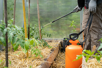 Spraying tomatoes in the greenhouse from phytophthora, a woman farmer fertilizes the crop