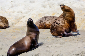 A colony of sea lions along the beaches of Puerto Madryn, Argentina
