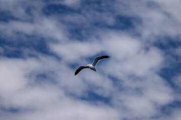 Dolphins and seagulls at a feeding ground off the shores of Puerto Madryn, Argentina