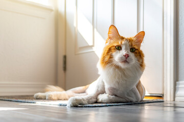A long hair orange and white cat with a lion cut shave haircut inside a home.