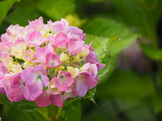 色づきはじめた紫陽花