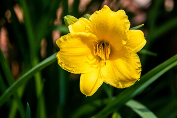 yellow day lily 