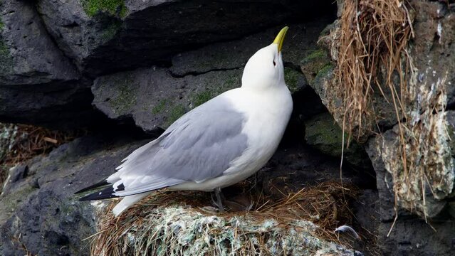 Seagulls sit in a nest on a rocky cliff by the ocean. Wildlife of Iceland. Sea birds incubate eggs. 