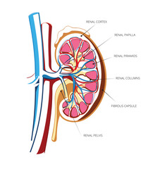 Kidney - Riñon