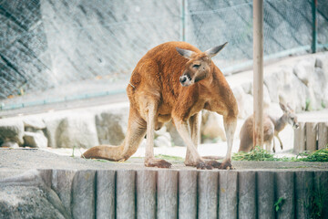 カンガルー