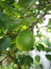 lime on tree