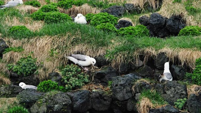 Seagulls sit in a nest on a rocky cliff by the ocean. Wildlife of Iceland. Sea birds incubate eggs. 