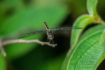 Dragonfly eyes