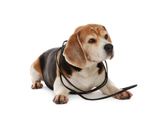 Naughty Beagle dog with damaged electrical wire on white background
