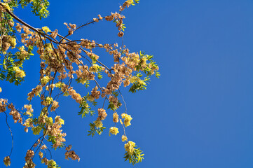 Tan and Yellow Leaves on a Tree Under Blue Sky.
