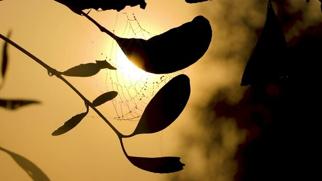 Dewdrops on spider webs on tree leaves in the golden light of a winter morning. Misty sun and foliage scene.