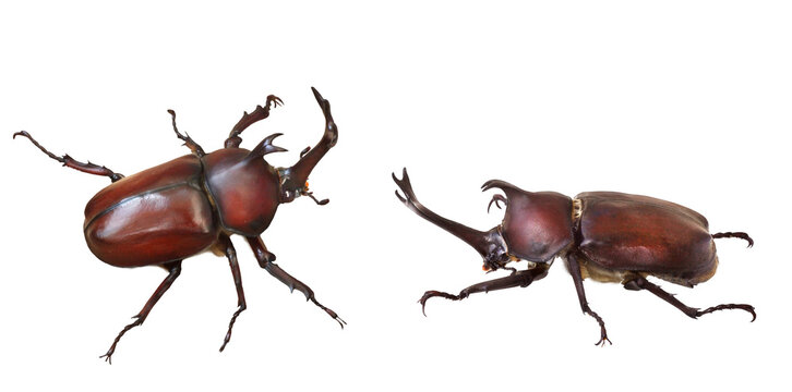 カブトムシ」の写真素材 | 784,722件の無料イラスト画像 | Adobe Stock