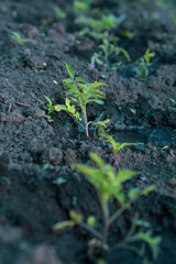 tomato bush on the garden bed after watering