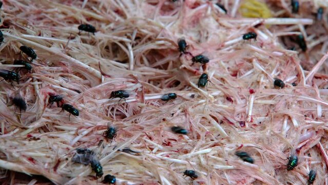 Close up of flies on pile of feathers from plucked chickens.
