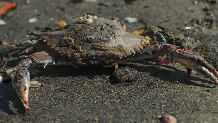 dead crab on the beach of São Paulo Ubatuba, giving shelter to other lives
