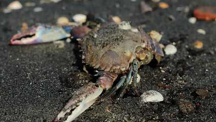 dead crab on the beach of São Paulo Ubatuba, giving shelter to other lives
